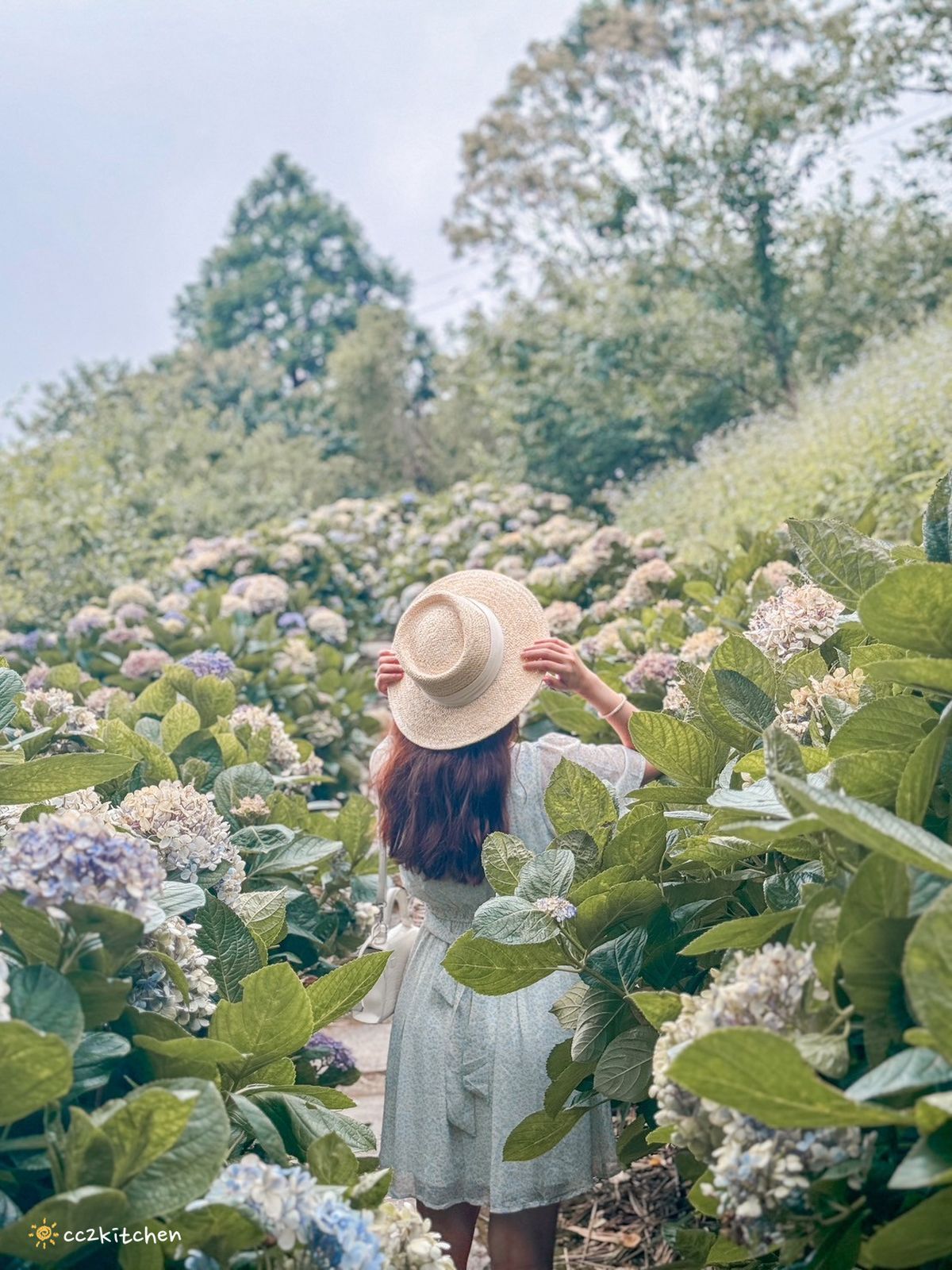 全台繡球花景點推薦：８千坪夢幻花海、山林秘境、歐式莊園小火車必打卡