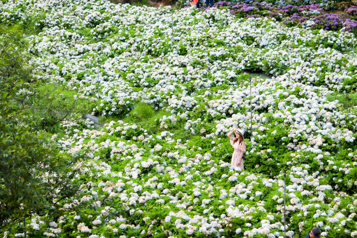 全台繡球花景點推薦：８千坪夢幻花海、山林秘境、歐式莊園小火車必打卡