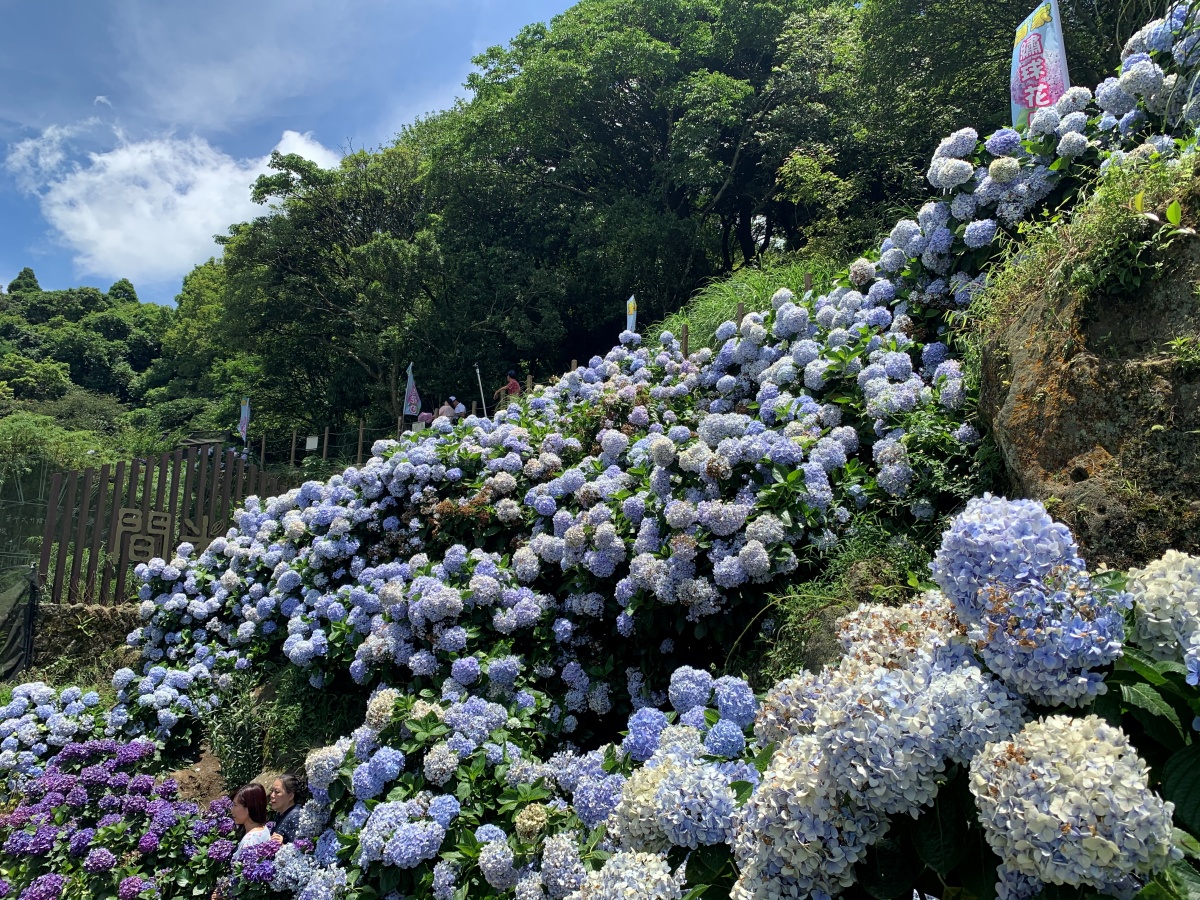 全台繡球花景點推薦：８千坪夢幻花海、山林秘境、歐式莊園小火車必打卡