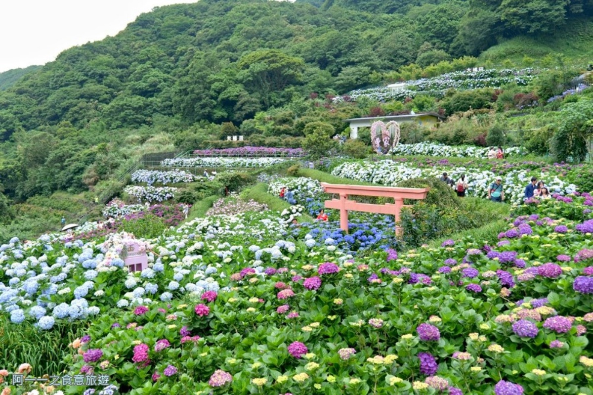 全台繡球花景點推薦：８千坪夢幻花海、山林秘境、歐式莊園小火車必打卡