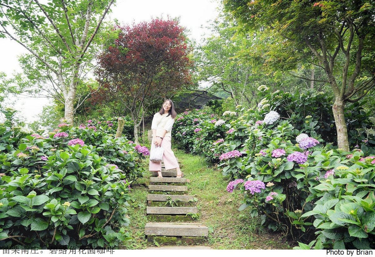 全台繡球花景點推薦：８千坪夢幻花海、山林秘境、歐式莊園小火車必打卡