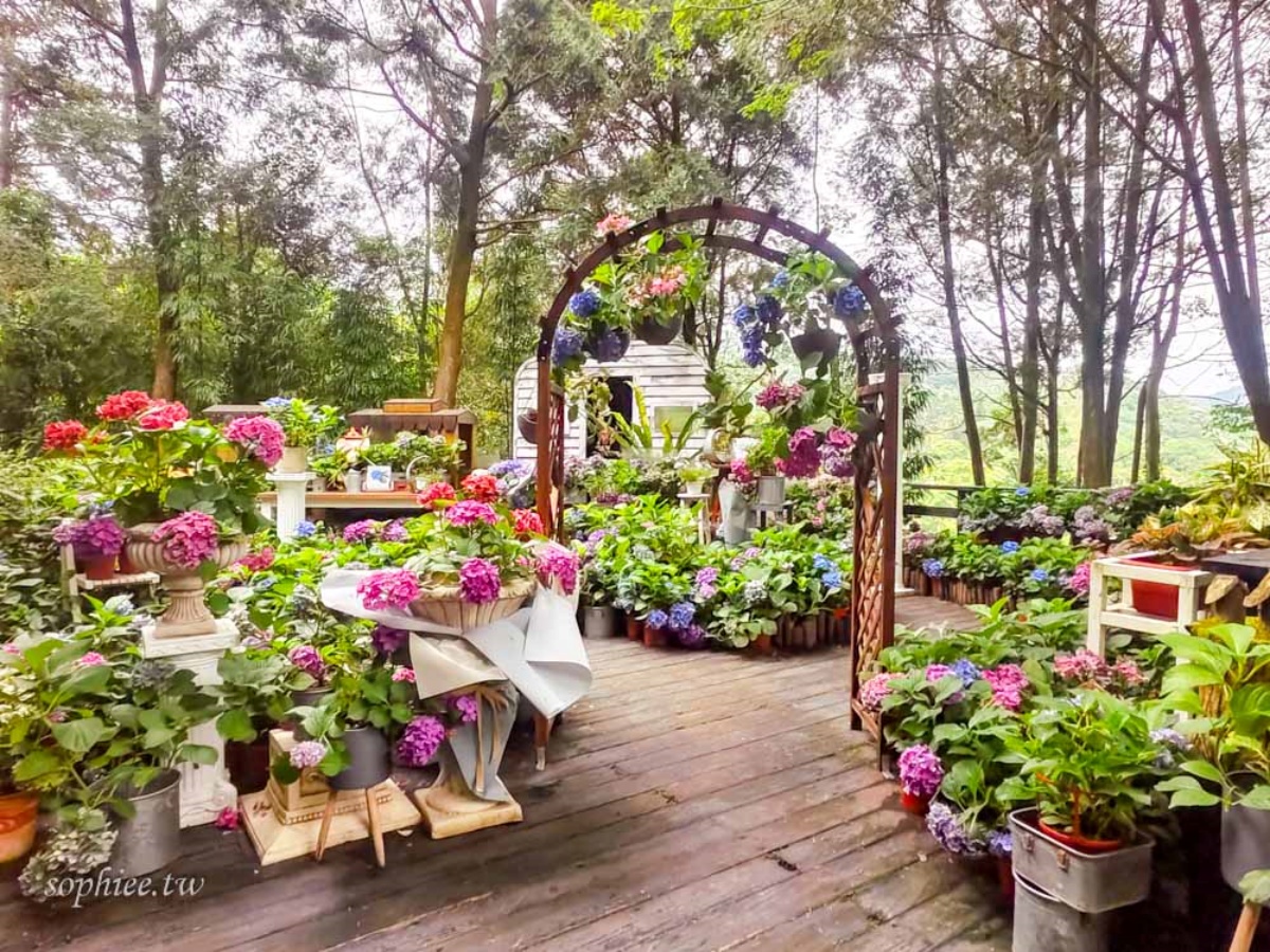 全台繡球花景點推薦：８千坪夢幻花海、山林秘境、歐式莊園小火車必打卡