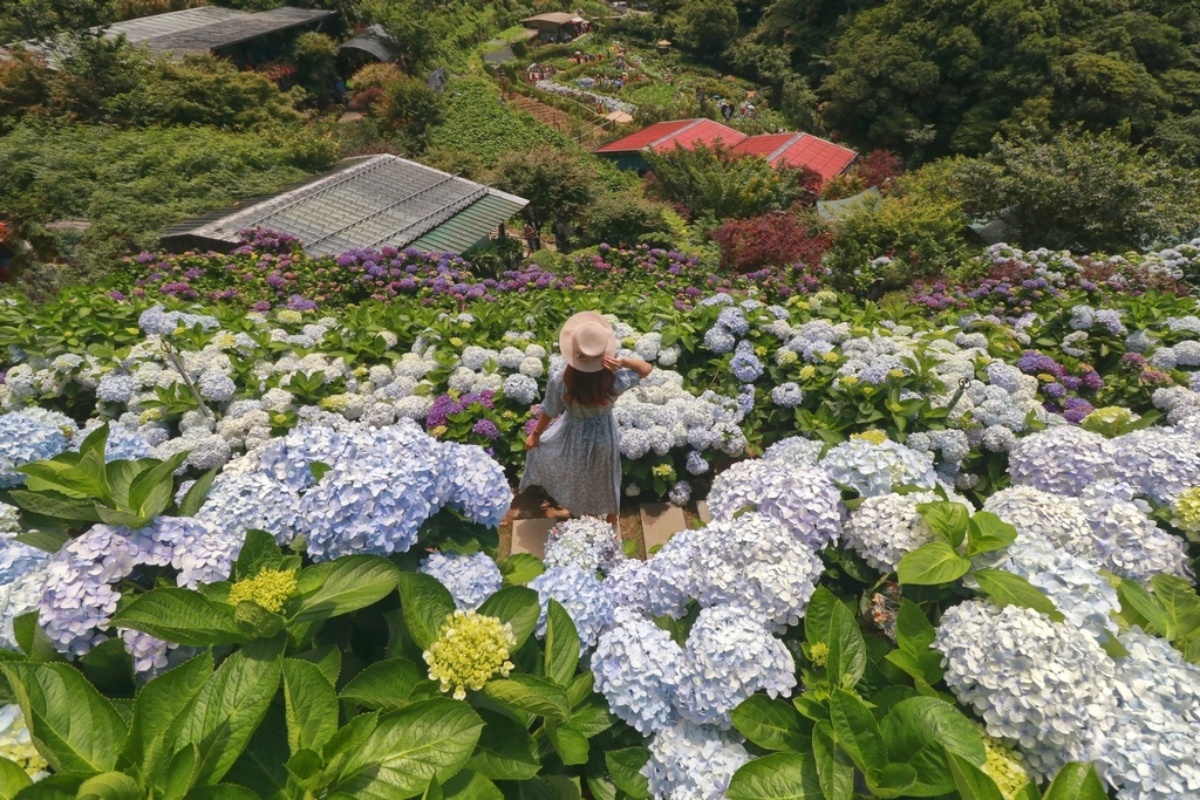 全台繡球花景點推薦：８千坪夢幻花海、山林秘境、歐式莊園小火車必打卡