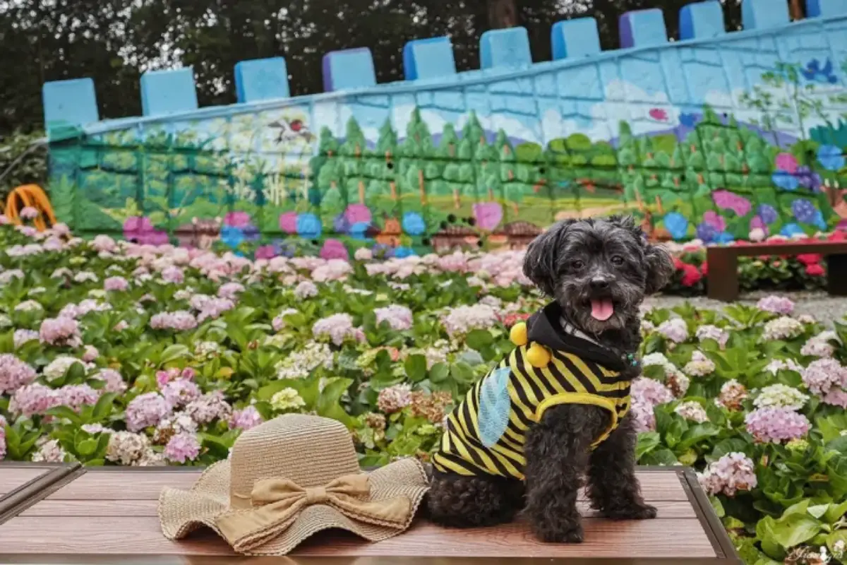 全台繡球花景點推薦：８千坪夢幻花海、山林秘境、歐式莊園小火車必打卡