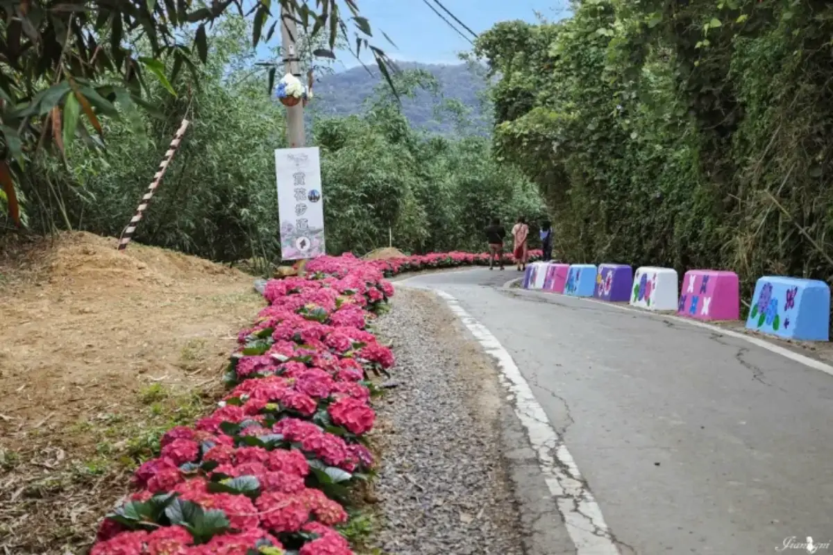 全台繡球花景點推薦：８千坪夢幻花海、山林秘境、歐式莊園小火車必打卡