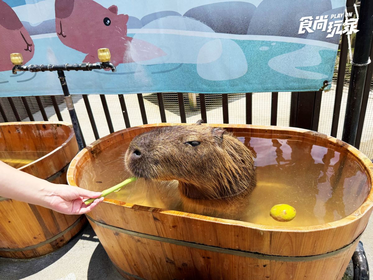 近距離互動水豚寶寶！入住宜蘭綠舞送斑比山丘門票＋禮包，春季旅展優惠開搶