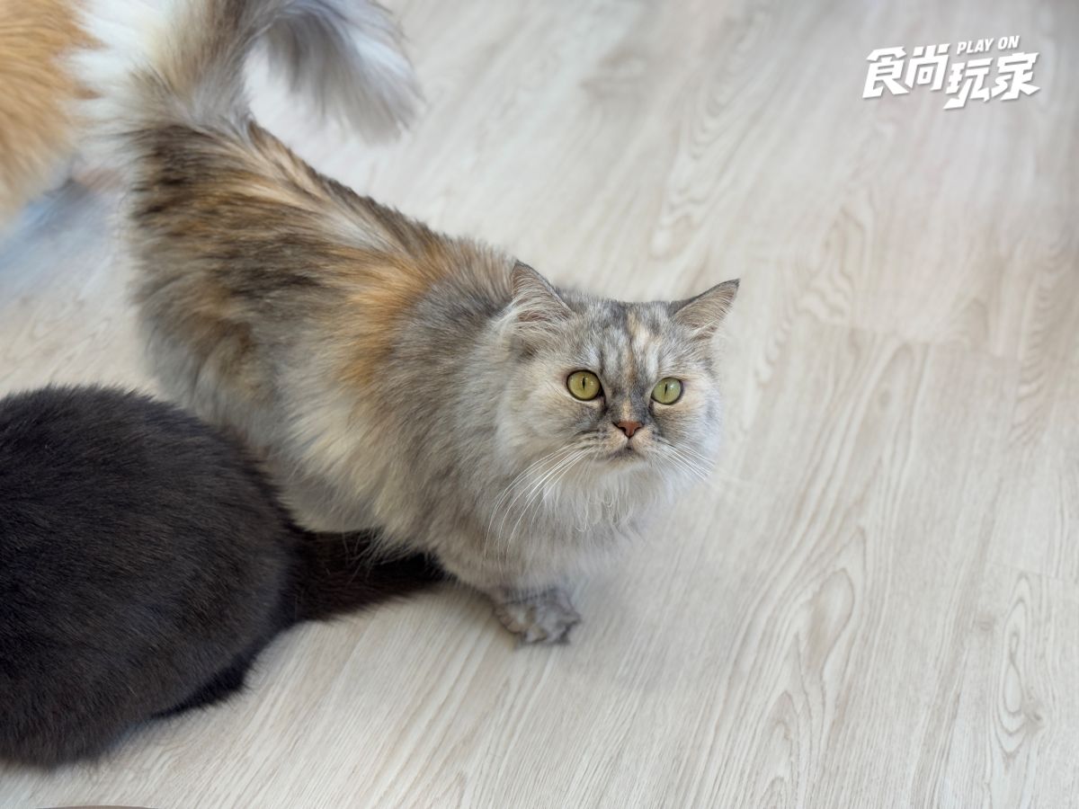 近距離互動水豚寶寶！入住宜蘭綠舞送斑比山丘門票＋禮包，春季旅展優惠開搶