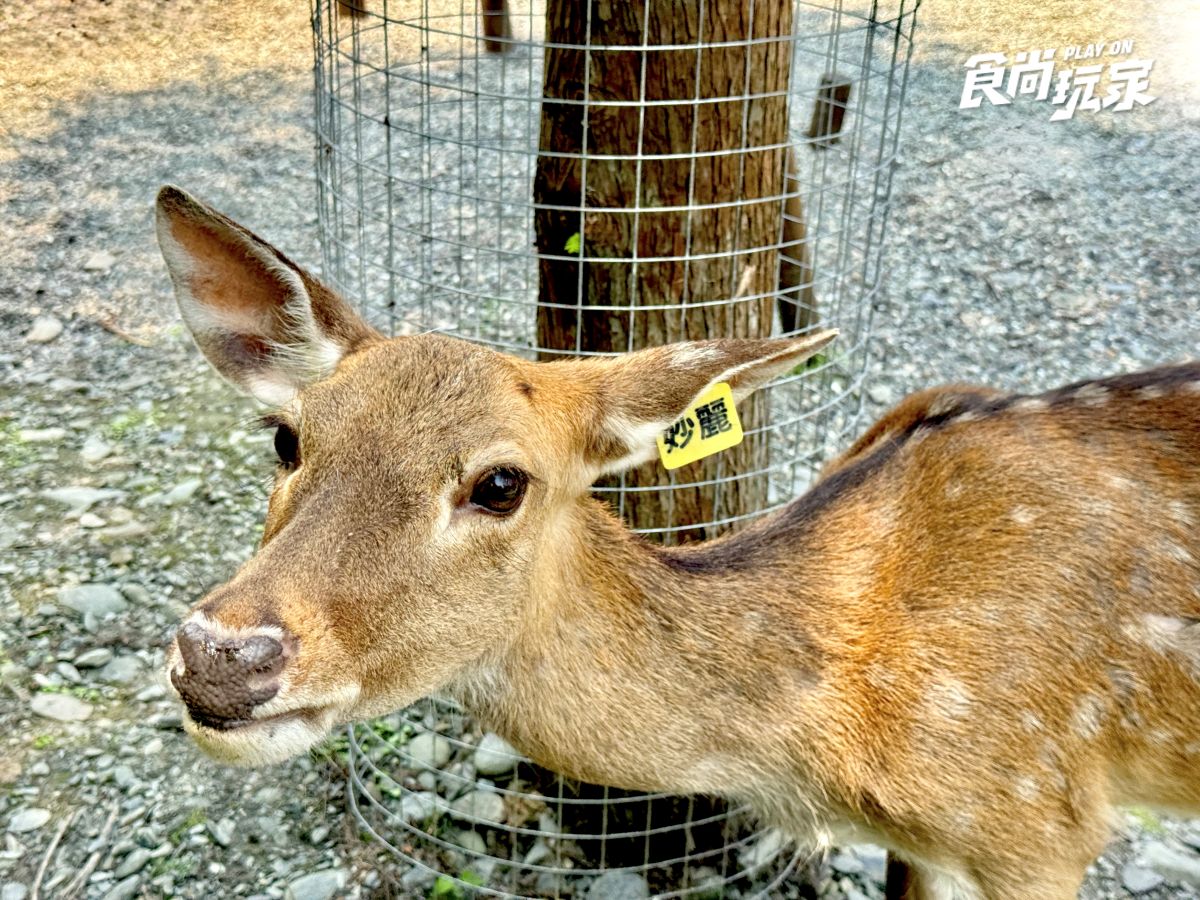 近距離互動水豚寶寶！入住宜蘭綠舞送斑比山丘門票＋禮包，春季旅展優惠開搶