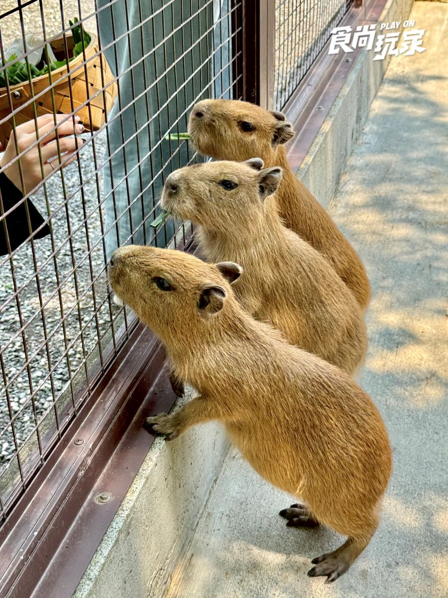 近距離互動水豚寶寶！入住宜蘭綠舞送斑比山丘門票＋禮包，春季旅展優惠開搶