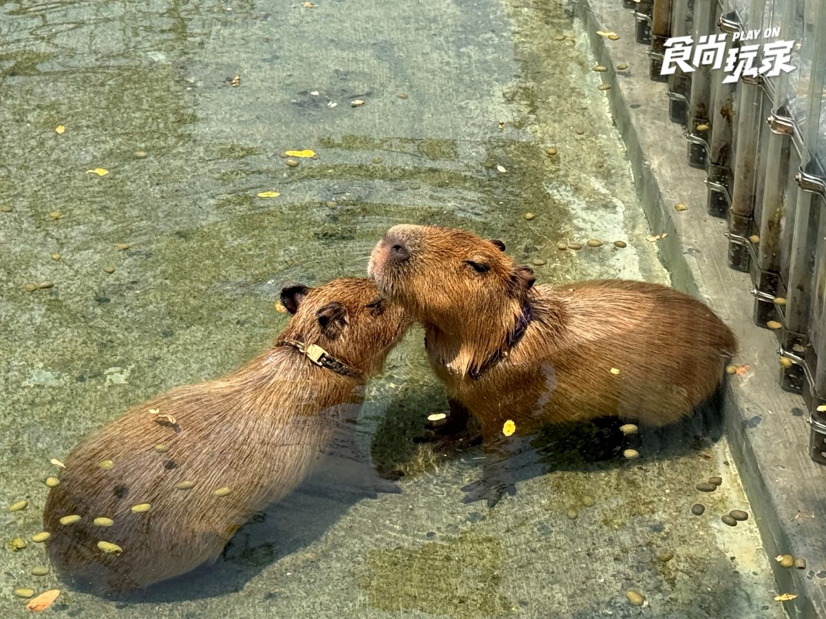 近距離互動水豚寶寶！入住宜蘭綠舞送斑比山丘門票＋禮包，春季旅展優惠開搶