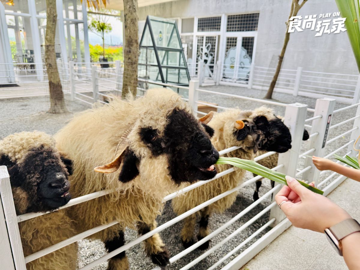 近距離互動水豚寶寶！入住宜蘭綠舞送斑比山丘門票＋禮包，春季旅展優惠開搶
