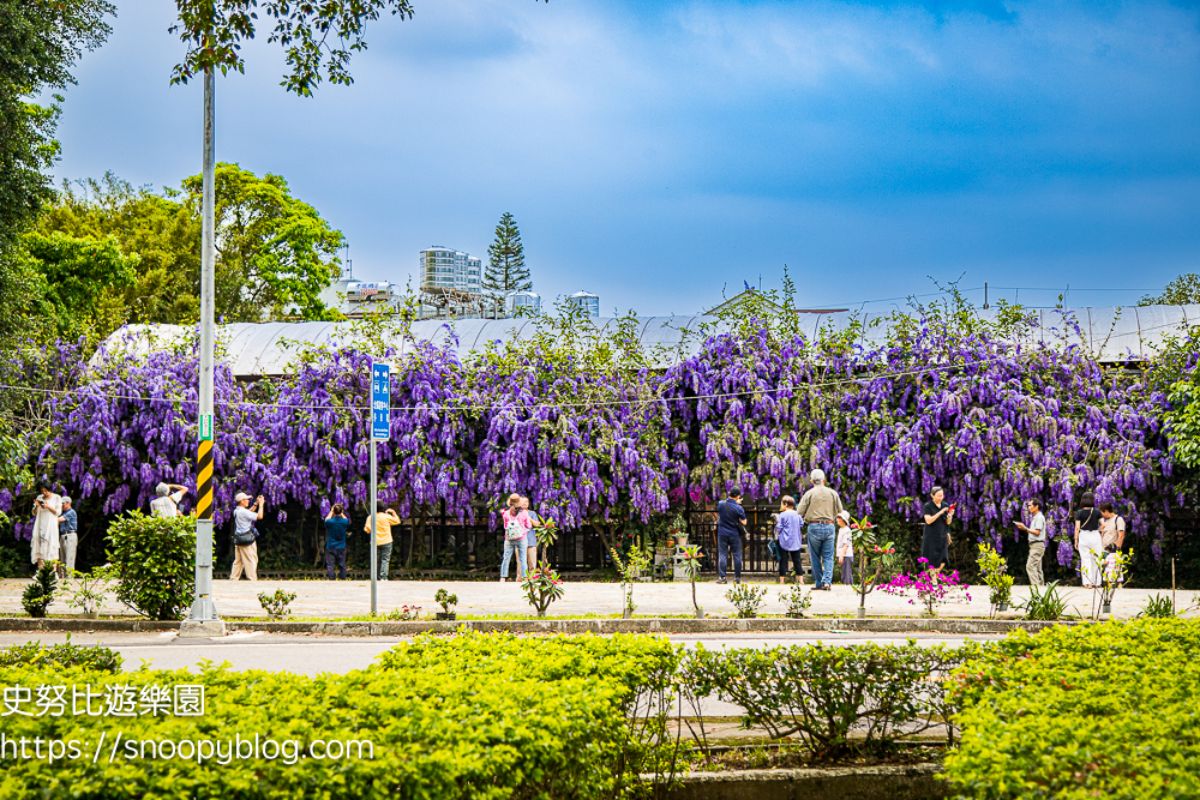 桃園大溪「錫葉藤」大爆發！免費拍夢幻紫色花海瀑布，花期１個月快把握