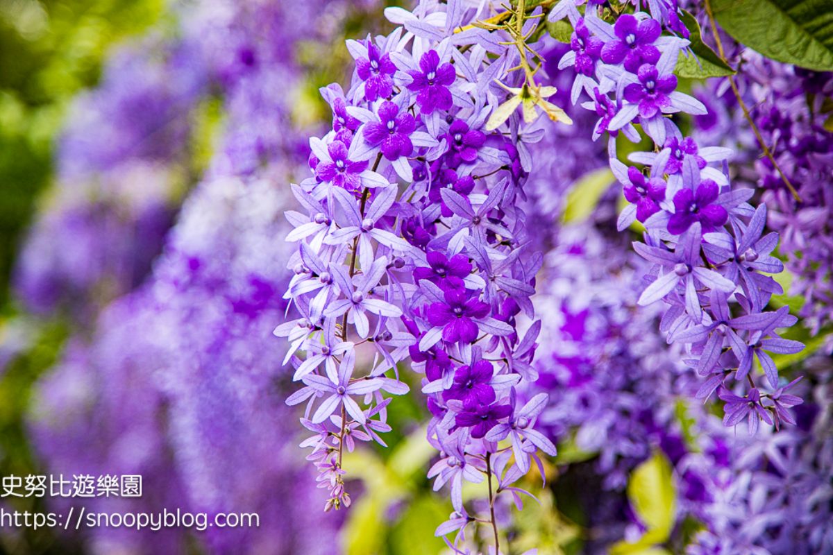 桃園大溪「錫葉藤」大爆發！免費拍夢幻紫色花海瀑布，花期１個月快把握