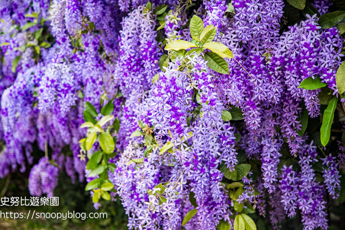 桃園大溪「錫葉藤」大爆發！免費拍夢幻紫色花海瀑布，花期１個月快把握