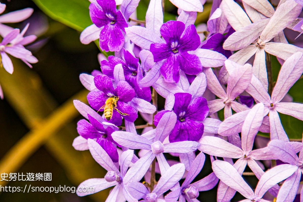 桃園大溪「錫葉藤」大爆發！免費拍夢幻紫色花海瀑布，花期１個月快把握