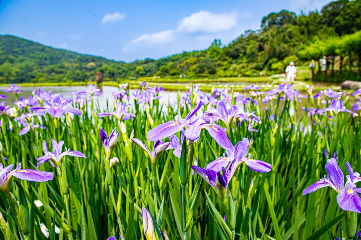 桃園大溪「錫葉藤」大爆發！免費拍夢幻紫色花海瀑布，花期１個月快把握