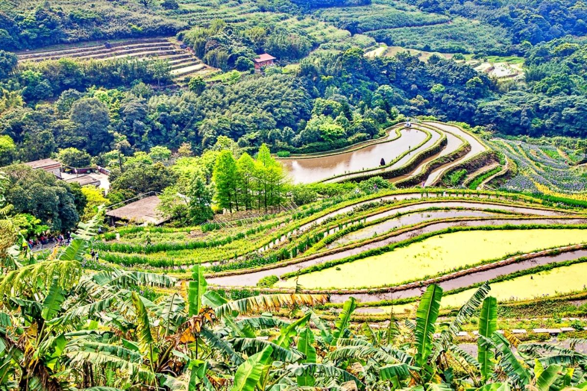 桃園大溪「錫葉藤」大爆發！免費拍夢幻紫色花海瀑布，花期１個月快把握