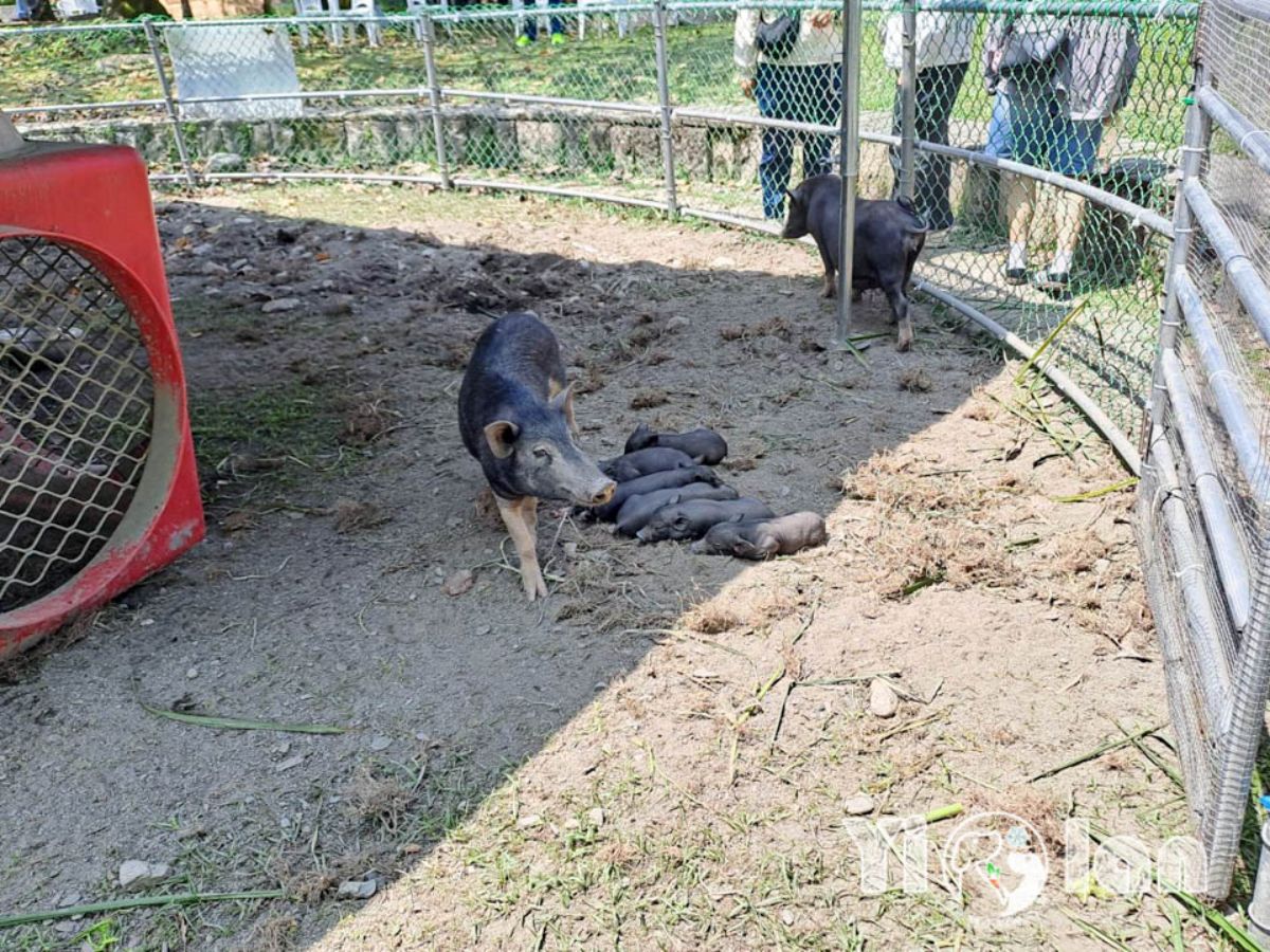 新北人限定優惠！「宜蘭綠色博覽會」全票250元變100元，一票玩遍18展區