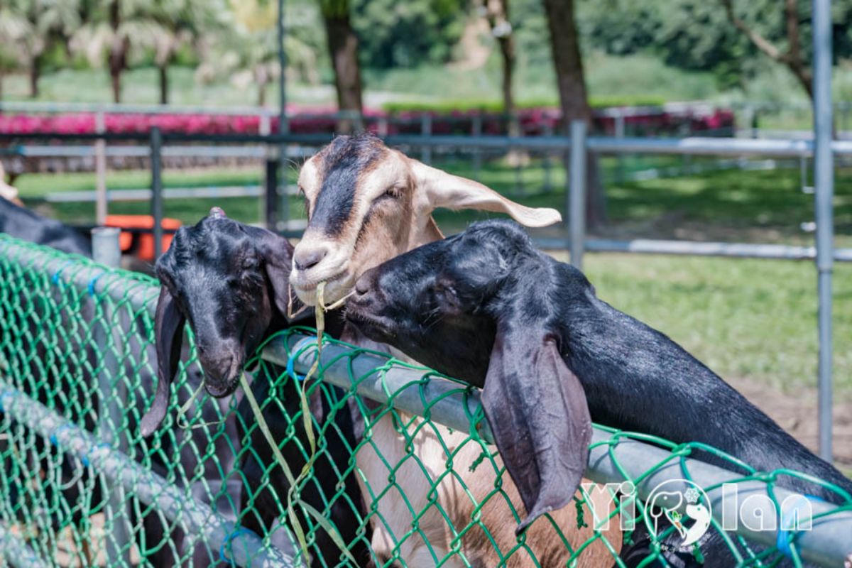 新北人限定優惠！「宜蘭綠色博覽會」全票250元變100元，一票玩遍18展區