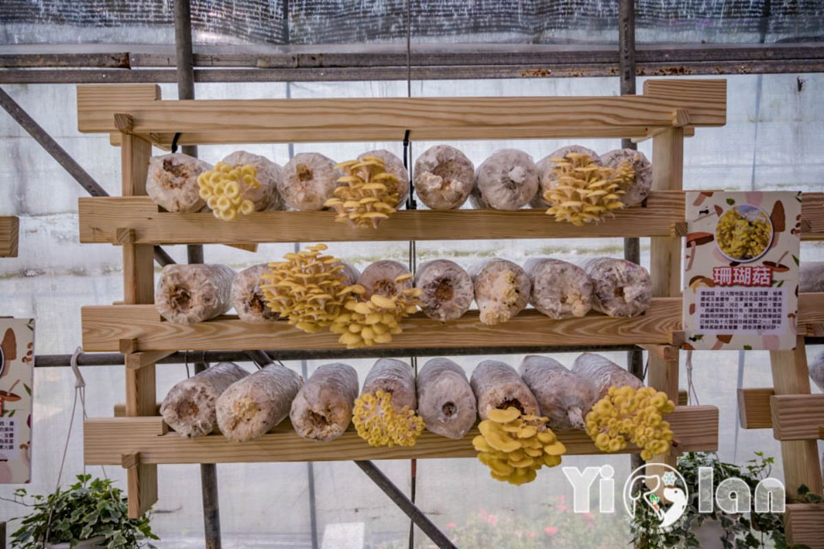 新北人限定優惠！「宜蘭綠色博覽會」全票250元變100元，一票玩遍18展區