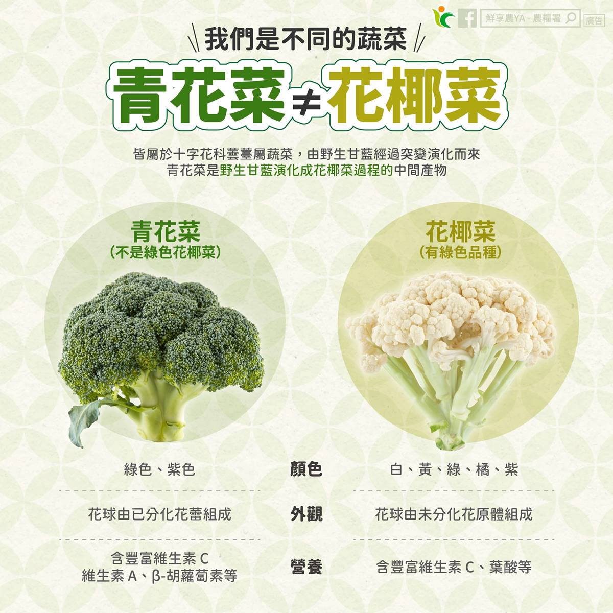 花椰菜煮錯等於白吃！醫曝「正確料理法」增強抗癌力，加碼與青花菜差別