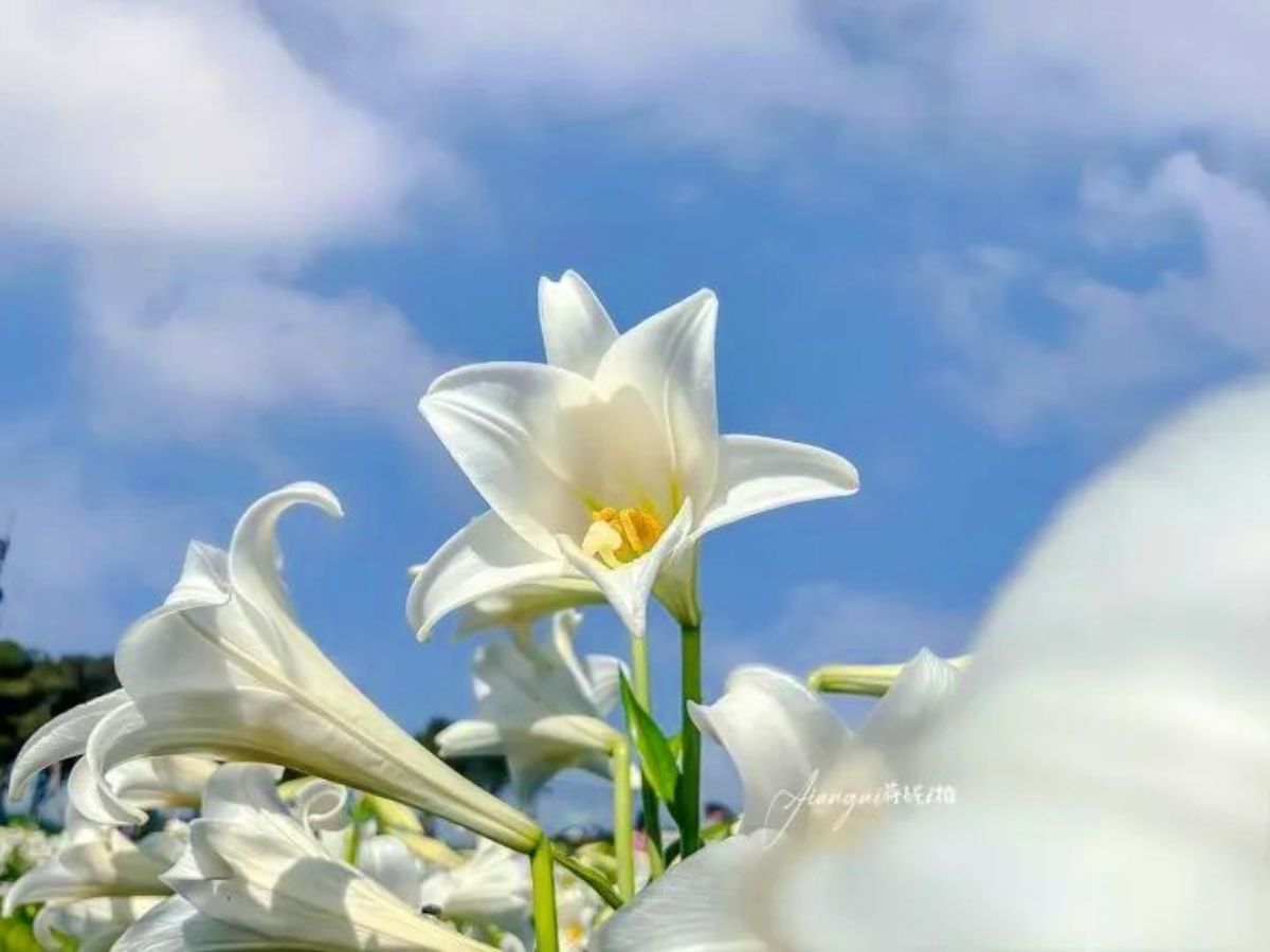 仙氣純白「百合花海」在桃園！２萬朵百合母親節前綻放，門票50元盡情拍美照