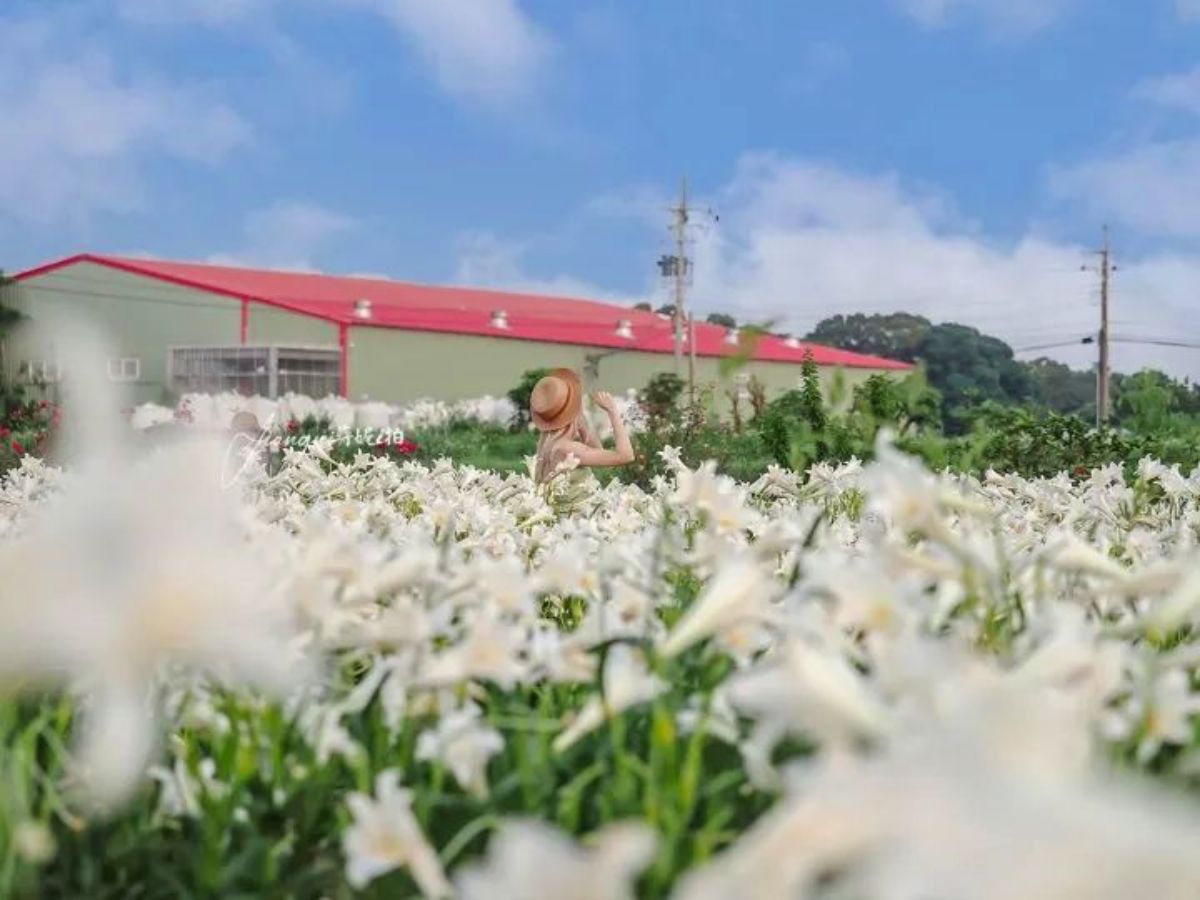 仙氣純白「百合花海」在桃園！２萬朵百合母親節前綻放，門票50元盡情拍美照