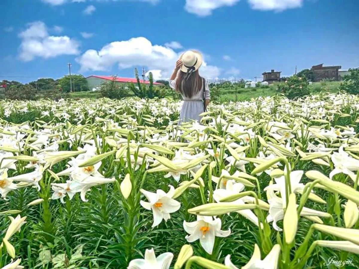 仙氣純白「百合花海」在桃園！２萬朵百合母親節前綻放，門票50元盡情拍美照