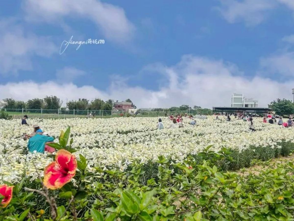 仙氣純白「百合花海」在桃園！２萬朵百合母親節前綻放，門票50元盡情拍美照