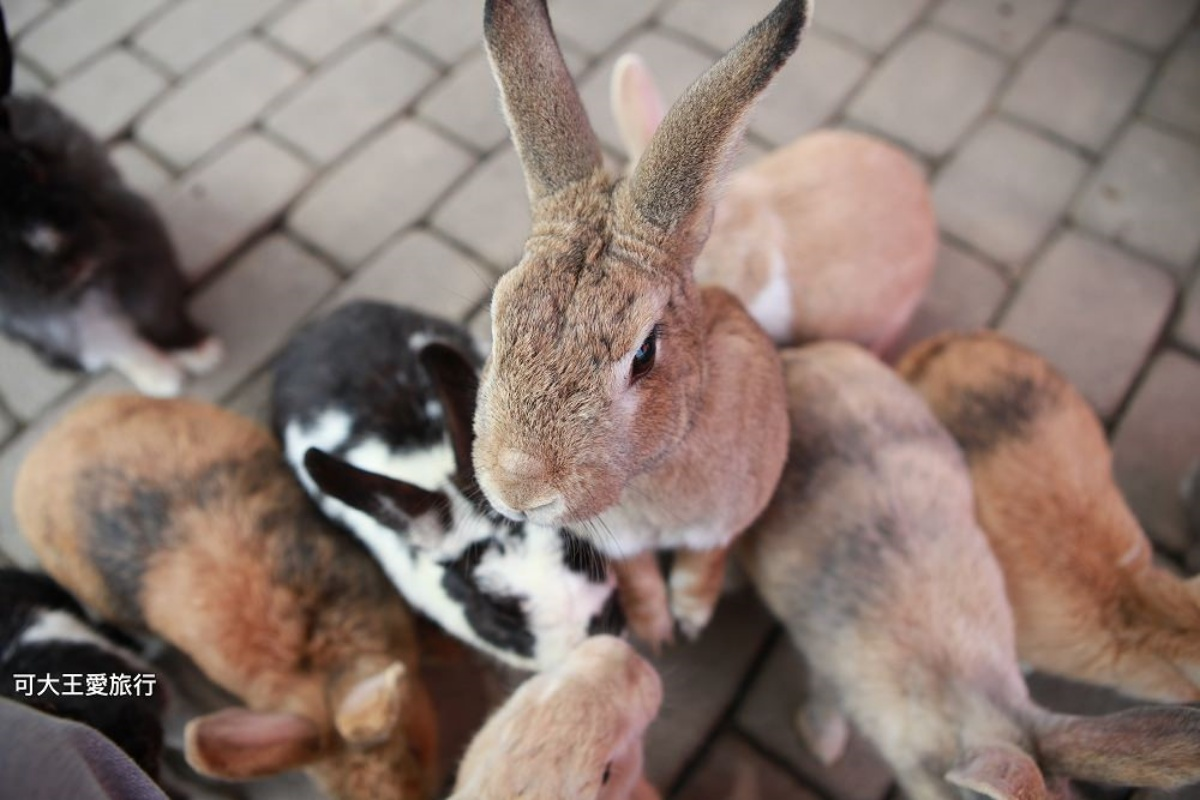 最地道苗栗客家美食！國宴級老字號粄條、冠軍客家小炒、創新客家料理一次吃