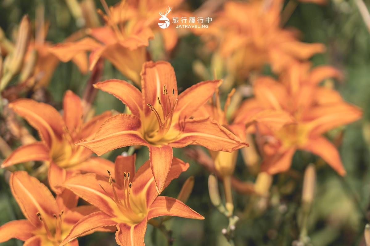 天使的花毯在這！上萬坪七彩金針花、紫色馬鞭草花海美翻，門票只要100元