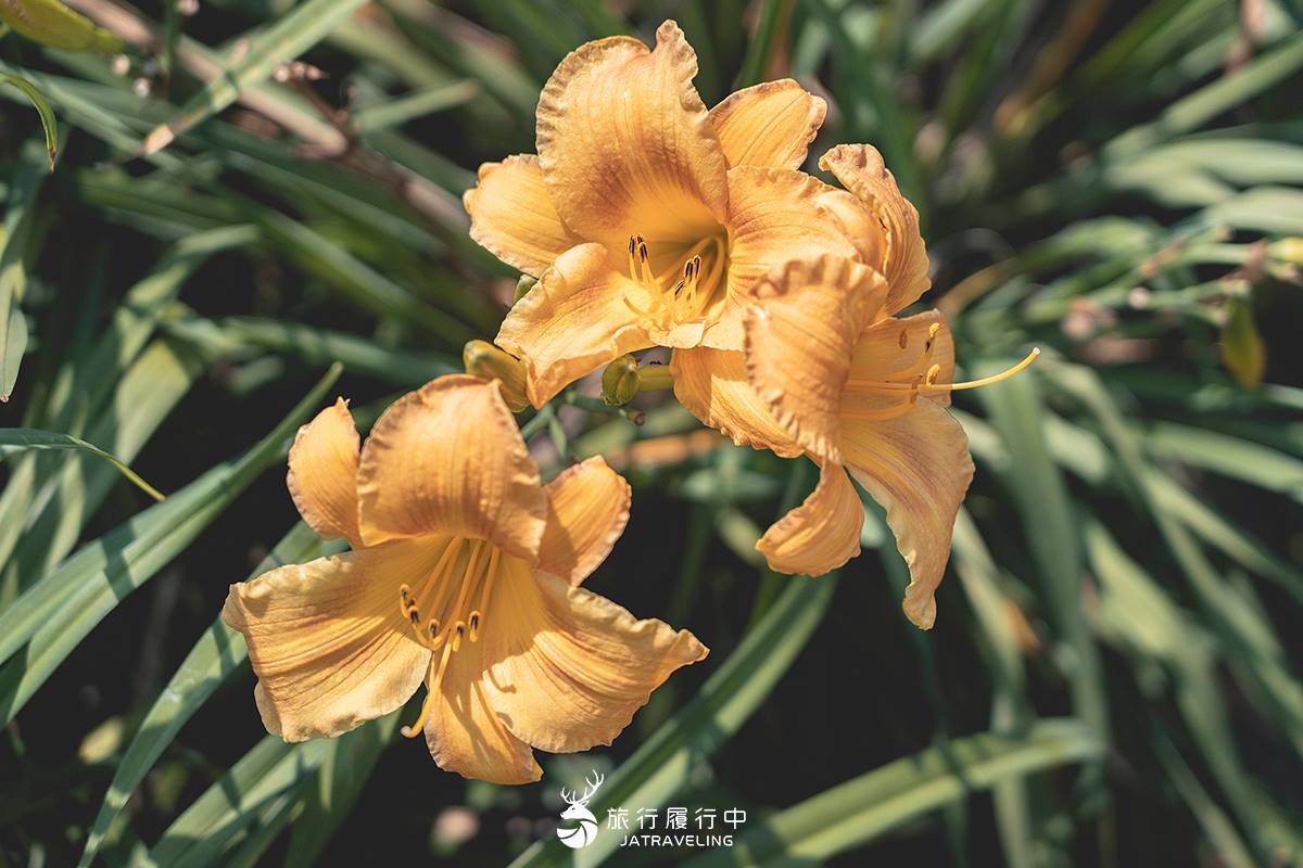 天使的花毯在這！上萬坪七彩金針花、紫色馬鞭草花海美翻，門票只要100元