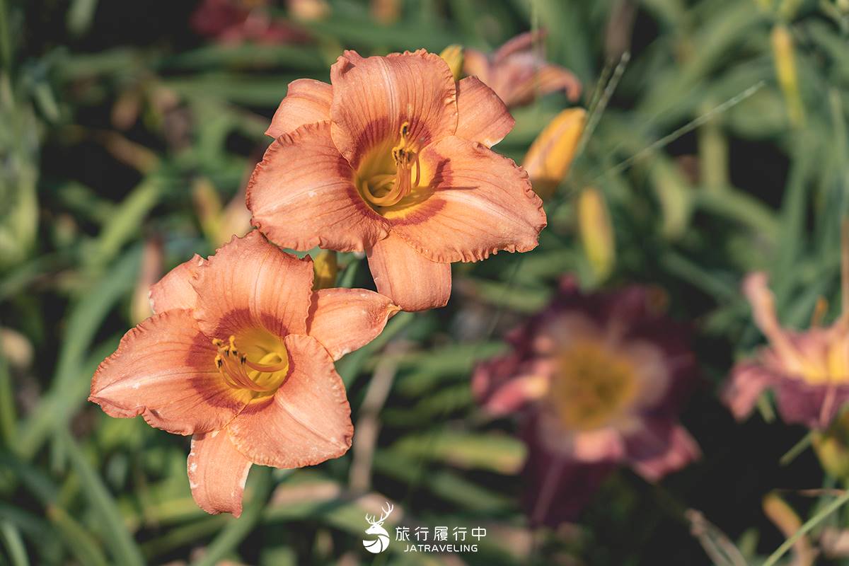 天使的花毯在這！上萬坪七彩金針花、紫色馬鞭草花海美翻，門票只要100元