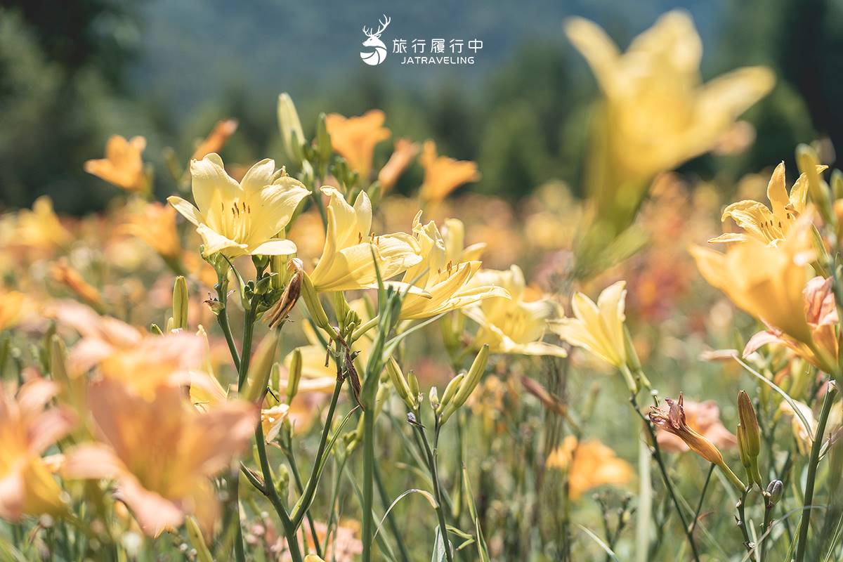 天使的花毯在這！上萬坪七彩金針花、紫色馬鞭草花海美翻，門票只要100元