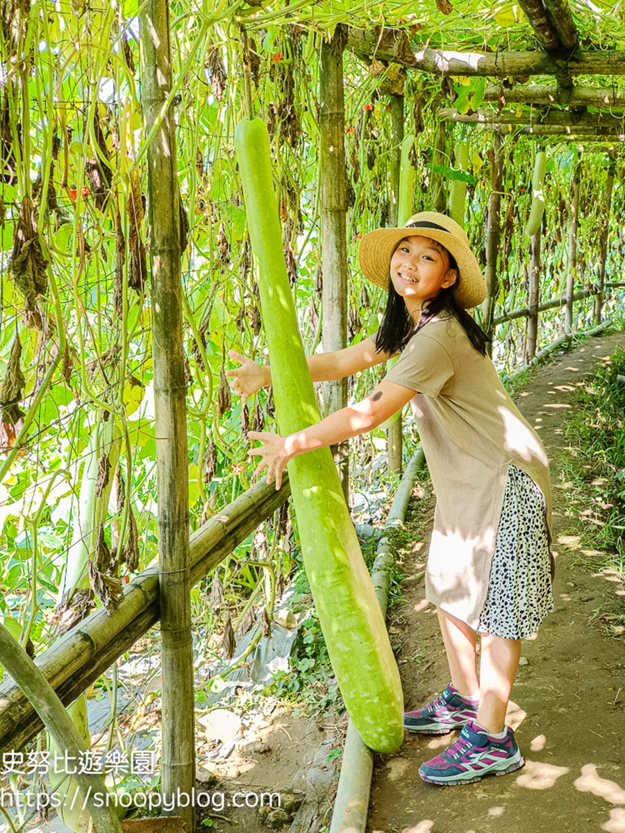 全台最長「南瓜隧道」在新北！５月免費開放參觀，超過30種造型南瓜大集合