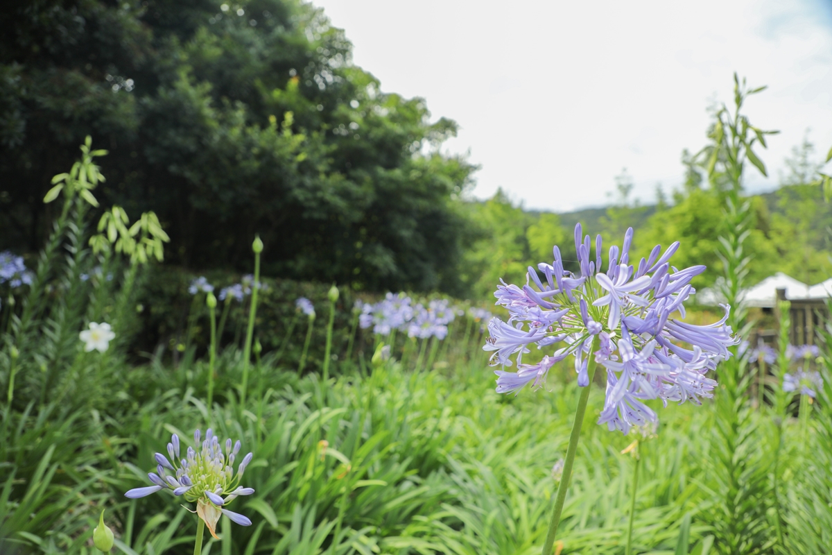 初夏最仙「紫色花海」在台北！內雙溪愛情花季5/16登場，免費入園、公車輕鬆到
