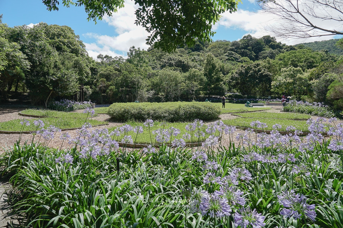 初夏最仙「紫色花海」在台北！內雙溪愛情花季5/16登場，免費入園、公車輕鬆到