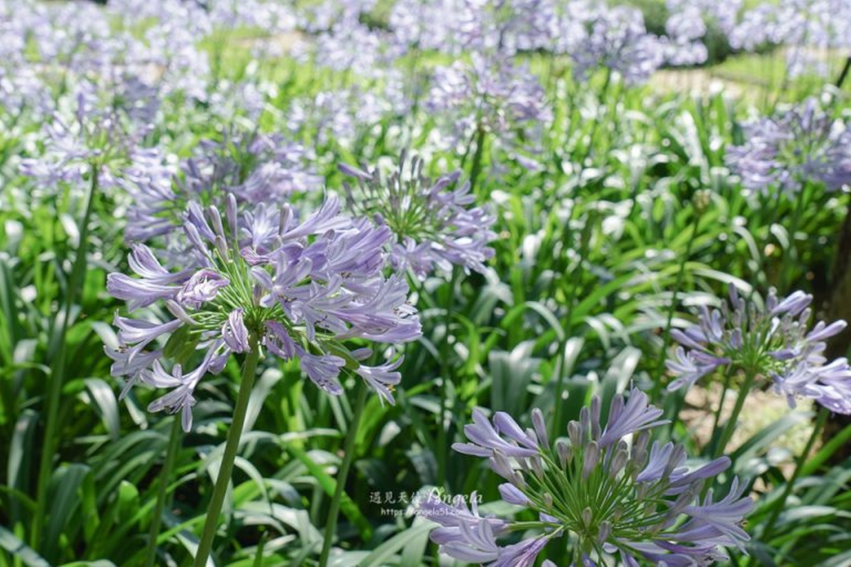 初夏最仙「紫色花海」在台北！內雙溪愛情花季5/16登場，免費入園、公車輕鬆到