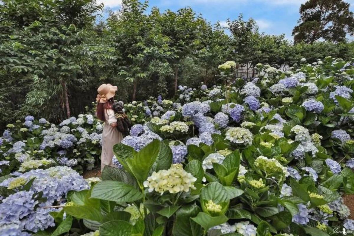 桃園初夏最強花海在這！美拍20萬株金針花，粉嫩繡球花海同步登場