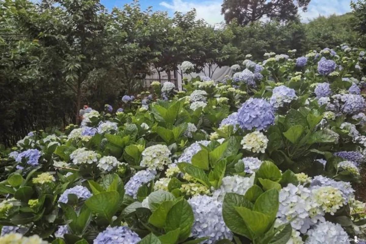 桃園初夏最強花海在這！美拍20萬株金針花，粉嫩繡球花海同步登場