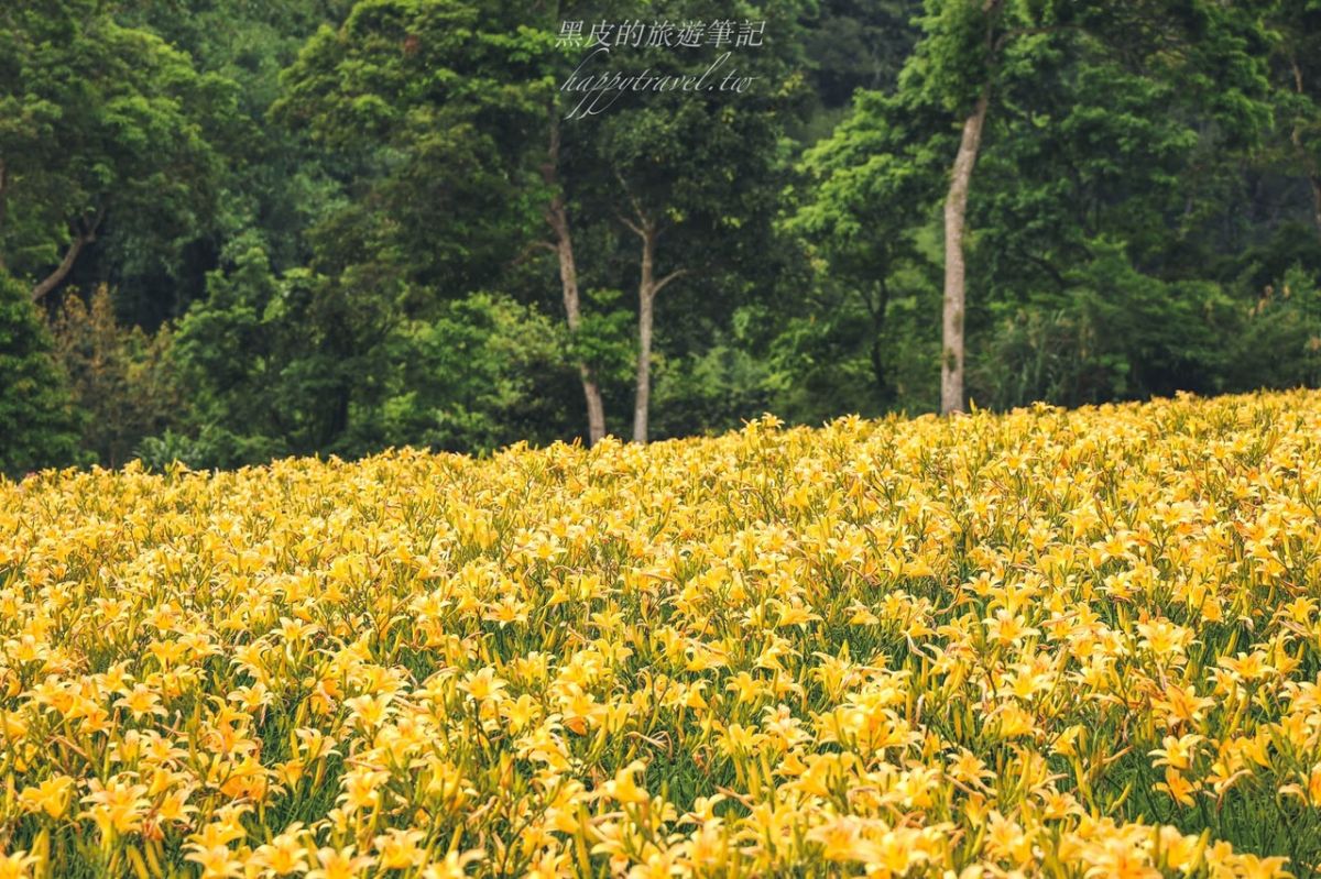 桃園初夏最強花海在這！美拍20萬株金針花，粉嫩繡球花海同步登場