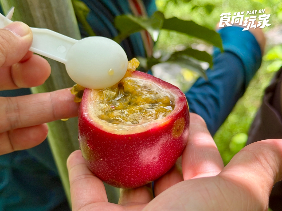 減肥聖品「百香果」怎麼挑？農民親授３招技巧，隱藏吃法＋品種風味一次看