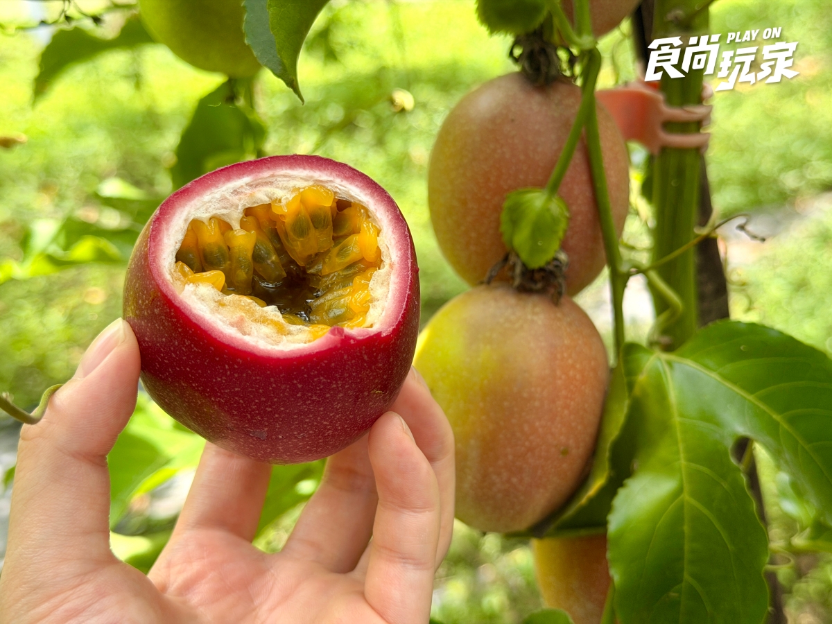 減肥聖品「百香果」怎麼挑？農民親授３招技巧，隱藏吃法＋品種風味一次看