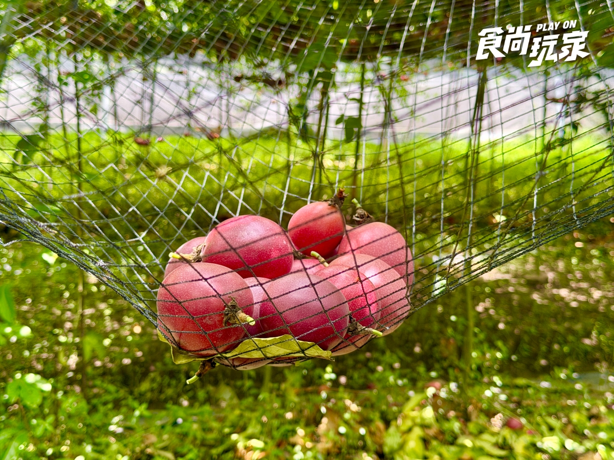 減肥聖品「百香果」怎麼挑？農民親授３招技巧，隱藏吃法＋品種風味一次看