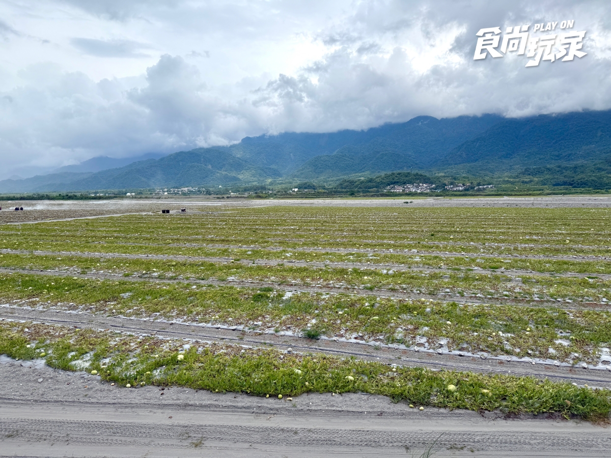 夏季最夯水果特價！農民親授「西瓜、芒果」挑選方式，口感＋必吃推薦一次看