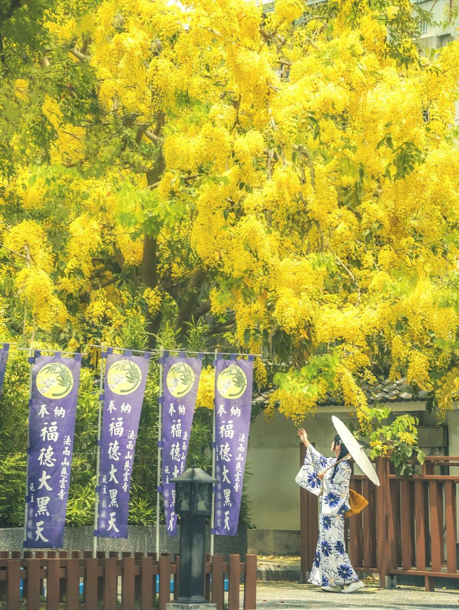 這不是日本！高雄隱藏版「阿勃勒森林」免費拍，古樸佛寺下起黃金雨超浪漫