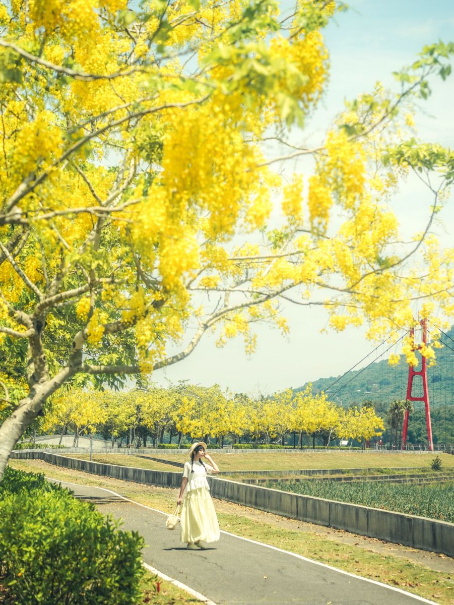 高雄下起夢幻黃金雨！絕美阿勃勒自行車道藏在這，加碼推薦16處免門票祕境