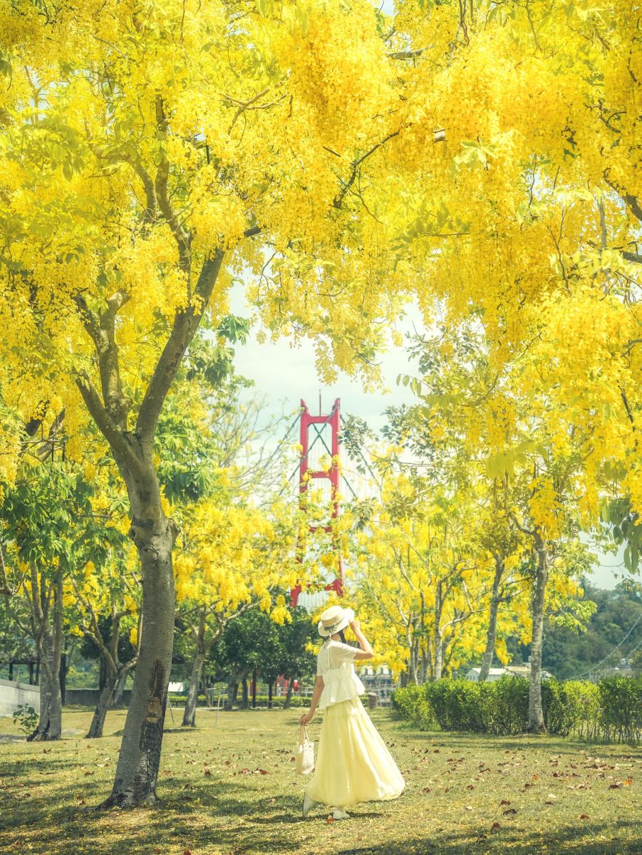 高雄下起夢幻黃金雨！絕美阿勃勒自行車道藏在這，加碼推薦16處免門票祕境