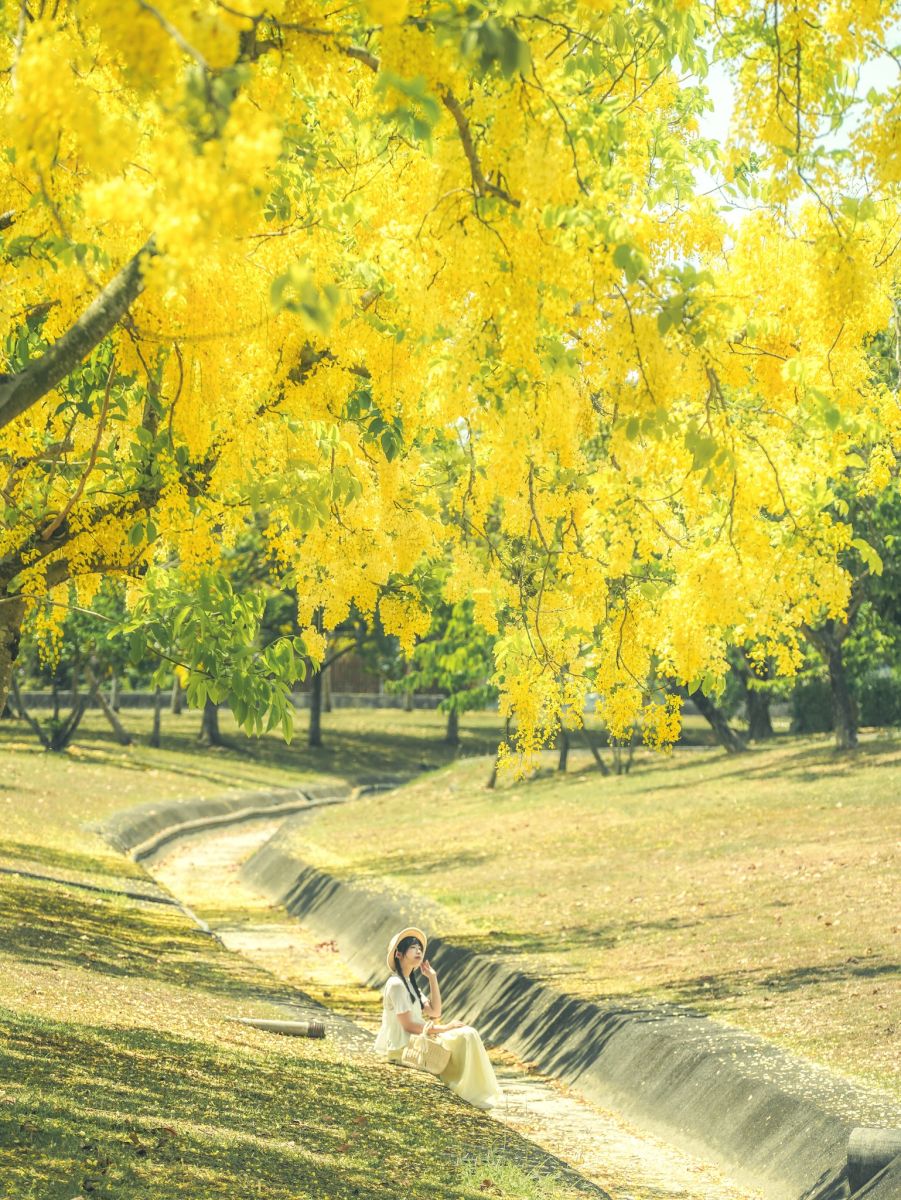 高雄下起夢幻黃金雨！絕美阿勃勒自行車道藏在這，加碼推薦16處免門票祕境