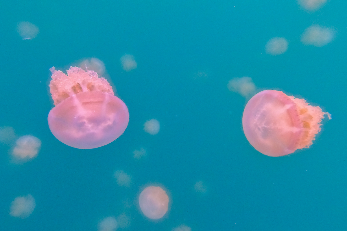 現省6000元！帛琉４日深度遊：秘境賞夢幻藍海、大斷層與鯊魚共游、爽吃龍蝦宴